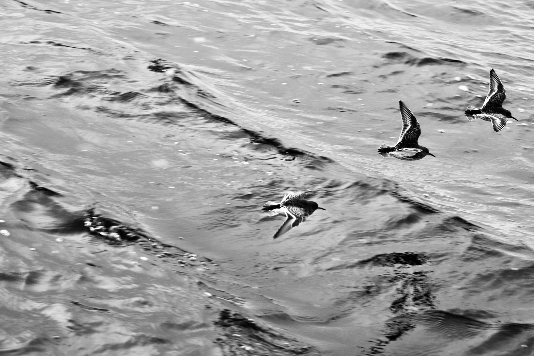 Birds I